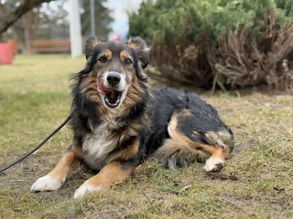 Pies do adopcji, Kraków, 11 grudnia 2024 (2/4)