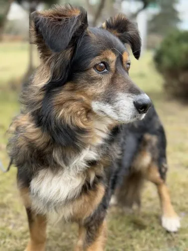 Pies do adopcji, Kraków, 11 grudnia 2024 (3/4)