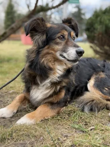 Pies do adopcji, Kraków, 11 grudnia 2024 (4/4)