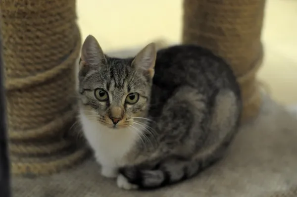 Kot do adopcji, Olsztyn, 12 lipca 2024 (1/3)