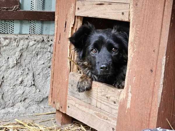 Pies do adopcji, Milanówek, 30 grudnia 2024 (1/5)