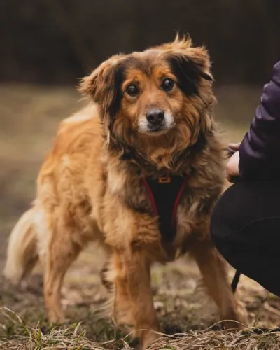 Pies do adopcji, Kraków, 13 grudnia 2024 (3/5)