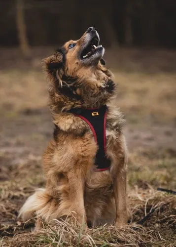 Pies do adopcji, Kraków, 13 grudnia 2024 (4/5)