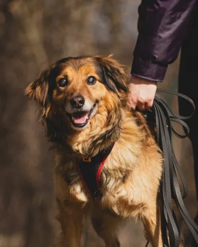 Pies do adopcji, Kraków, 13 grudnia 2024 (5/5)