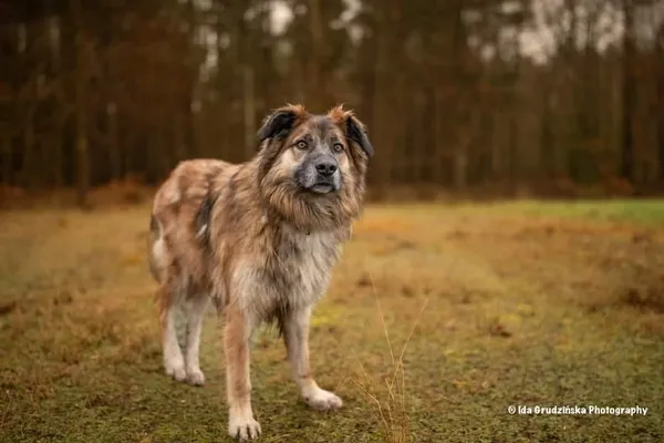 Pies do adopcji, Rytlów, 27 grudnia 2024 (1/4)