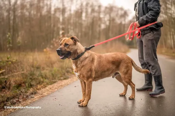 Pies do adopcji, Rytlów, 27 grudnia 2024 (1/3)