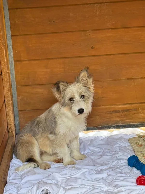 Pies do adopcji, Rytlów, 14 lipca 2026
