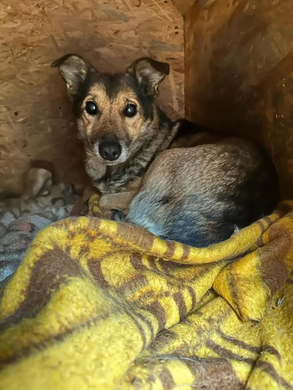 Pies do adopcji, Rytlów, 27 grudnia 2024