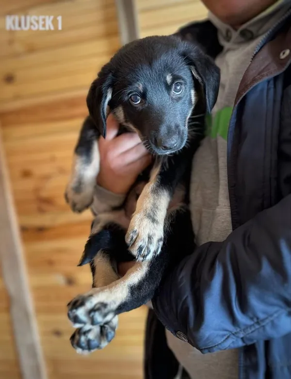 Pies do adopcji, Rytlów, 21 maja 2025 (1/3)