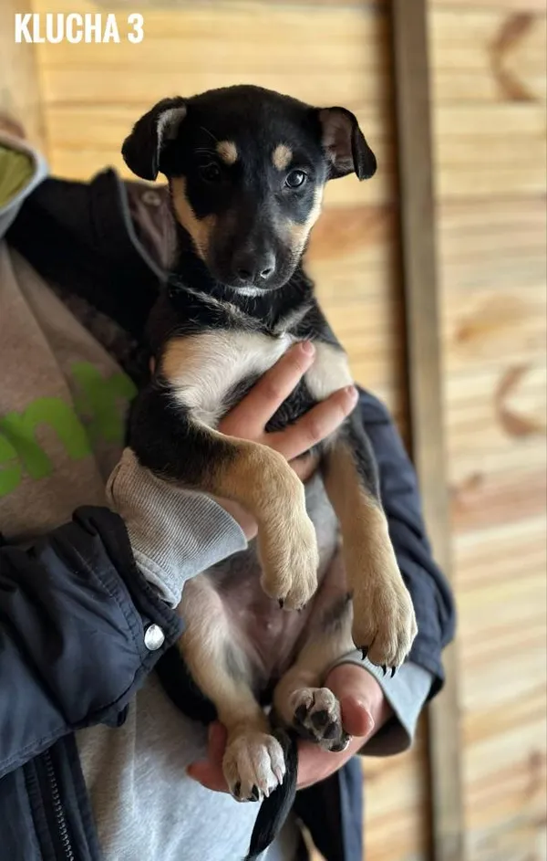 Pies do adopcji, Rytlów, 21 maja 2025 (3/3)