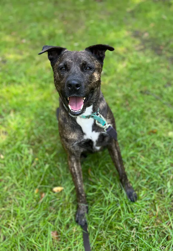 Pies do adopcji, Olsztyn, 20 grudnia 2024 (1/5)