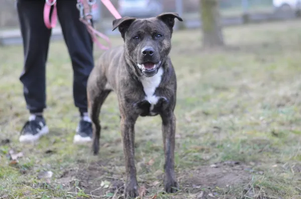 Pies do adopcji, Olsztyn, 20 grudnia 2024 (5/5)