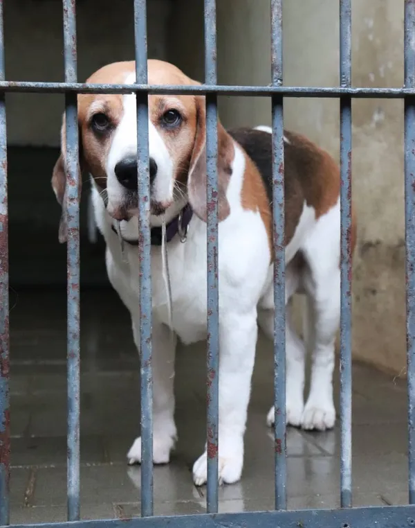 Znaleziono psa, Łódź, 28 grudnia 2024