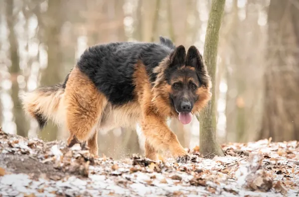 Pies do adopcji, Wrocław, 9 września 2023