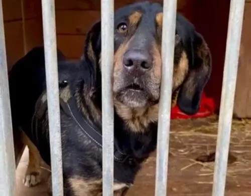 Pies do adopcji, Głowno, 27 grudnia 2024 (2/5)