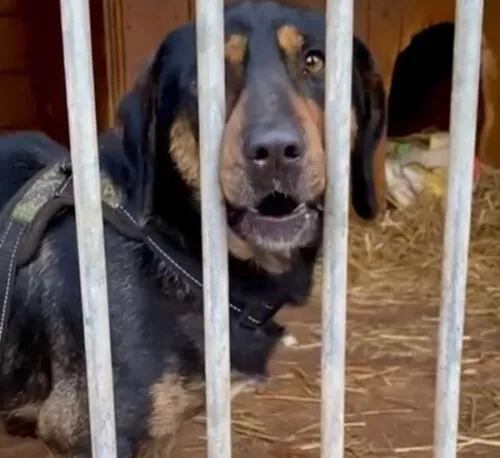 Pies do adopcji, Głowno, 27 grudnia 2024 (3/5)