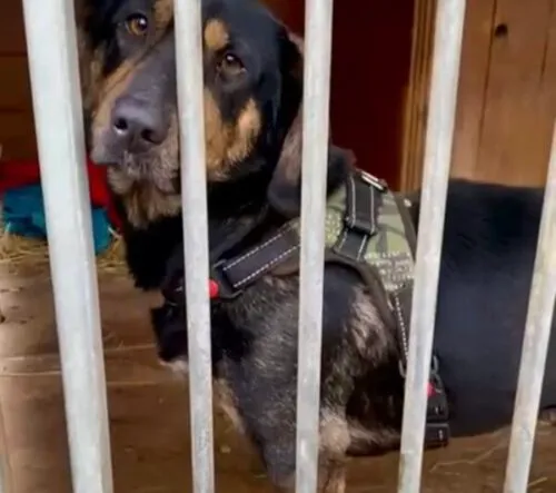 Pies do adopcji, Głowno, 27 grudnia 2024 (4/5)