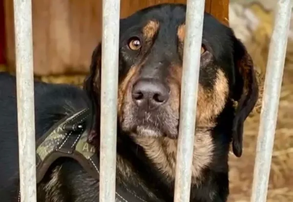 Pies do adopcji, Głowno, 27 grudnia 2024 (1/5)