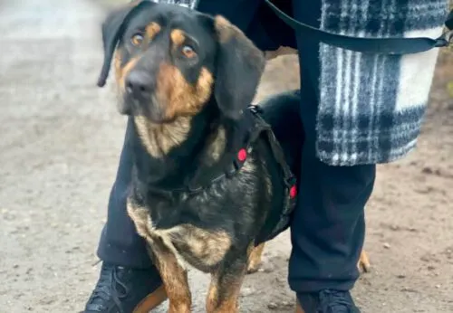 Pies do adopcji, Głowno, 27 grudnia 2024 (5/5)