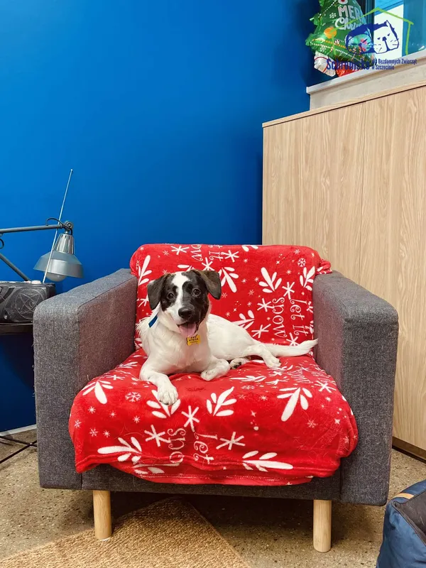 Znaleziono psa, Szczecin, 28 grudnia 2024 (2/2)