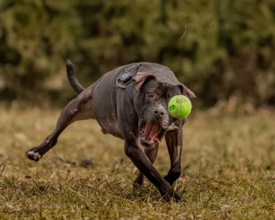 Pies do adopcji, Kraków, 14 grudnia 2024 (1/5)
