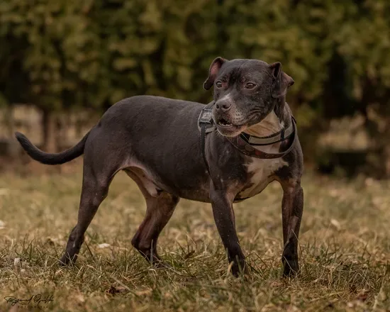 Pies do adopcji, Kraków, 14 grudnia 2024 (2/5)