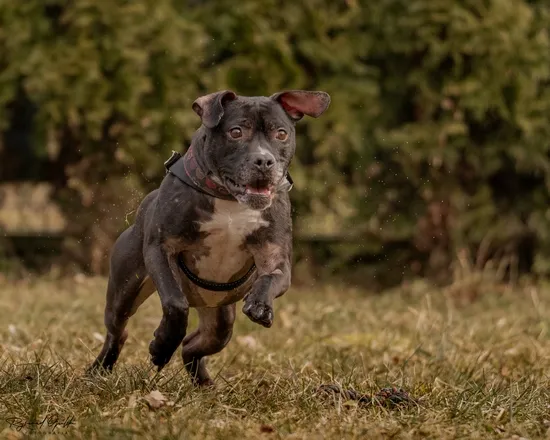 Pies do adopcji, Kraków, 14 grudnia 2024 (5/5)