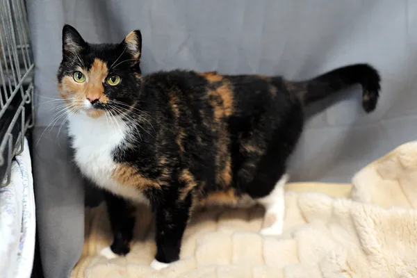 Znaleziono kota, Sosnowiec, 19 grudnia 2024 (2/5)