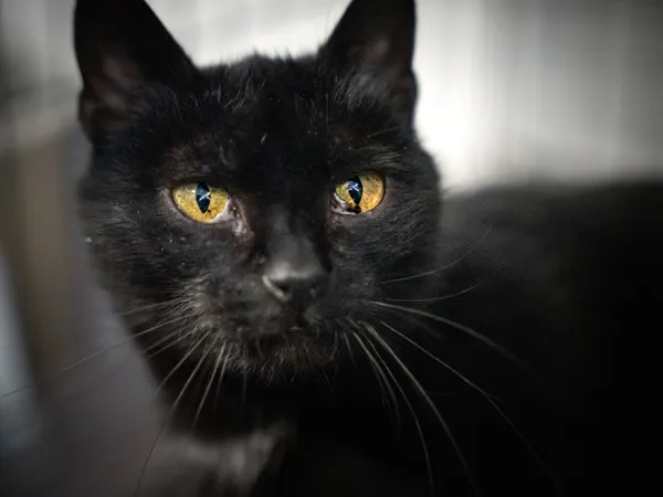 Znaleziono kota, Sosnowiec, 22 grudnia 2024 (1/5)