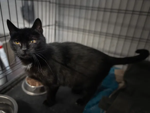 Znaleziono kota, Sosnowiec, 22 grudnia 2024 (3/5)