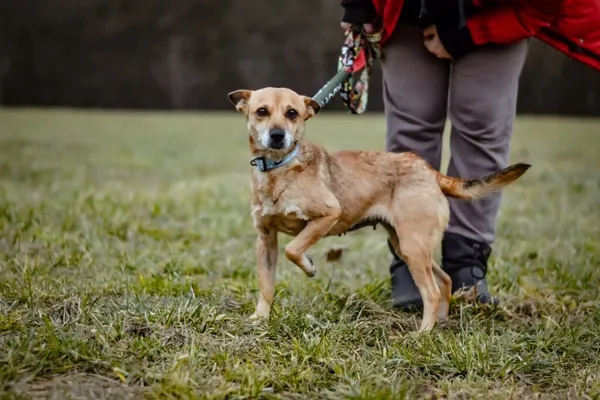 Pies do adopcji, Radom, 4 lutego 2025 (1/5)