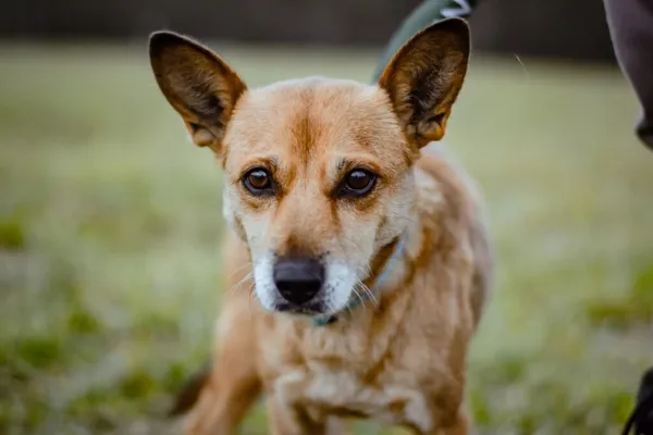 Pies do adopcji, Radom, 4 lutego 2025 (3/5)