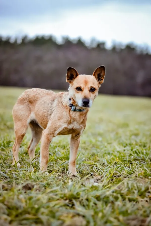 Pies do adopcji, Radom, 4 lutego 2025 (4/5)