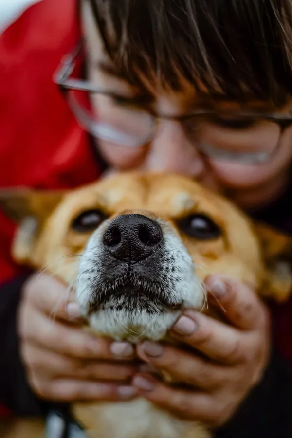 Pies do adopcji, Radom, 4 lutego 2025 (5/5)