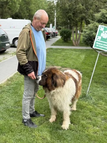 Pies do adopcji, Kraków, 13 listopada 2024 (4/4)