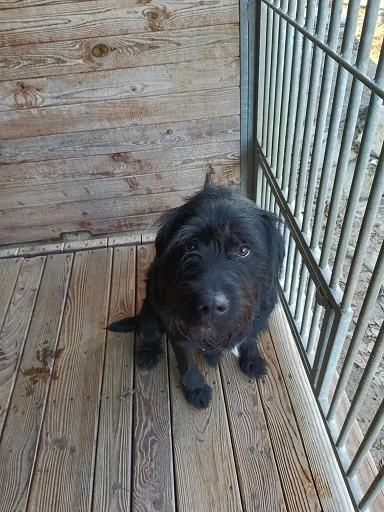 Pies do adopcji, Orzechowce, 28 grudnia 2024 (1/5)