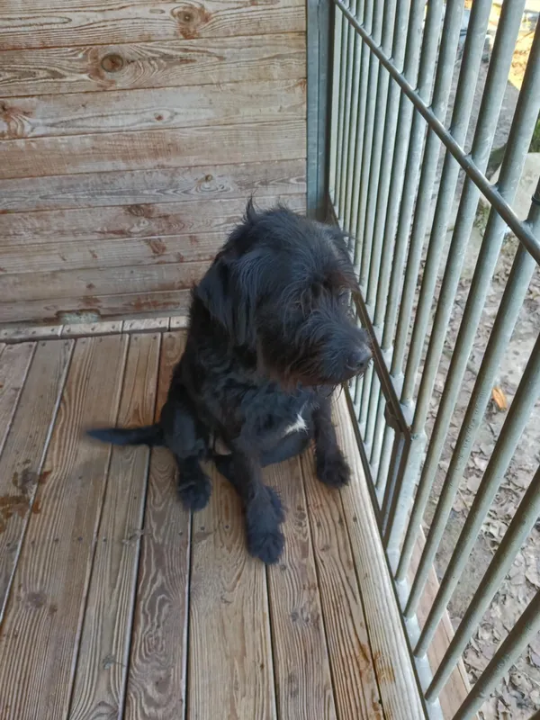 Pies do adopcji, Orzechowce, 28 grudnia 2024 (2/5)