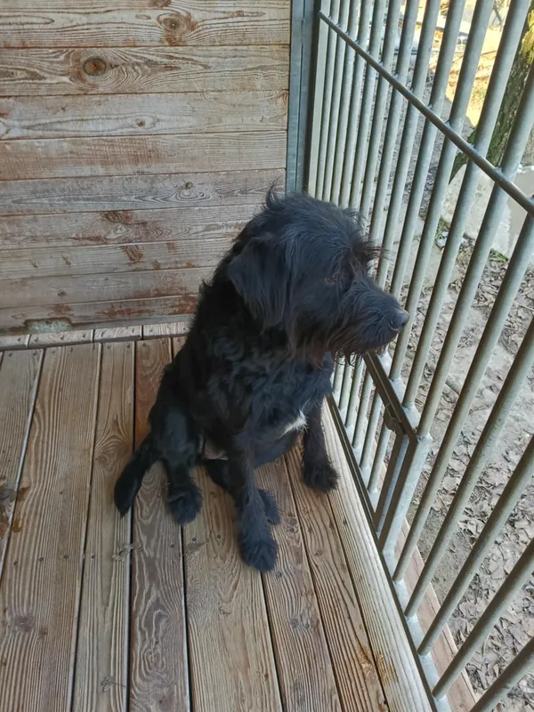 Pies do adopcji, Orzechowce, 28 grudnia 2024 (3/5)