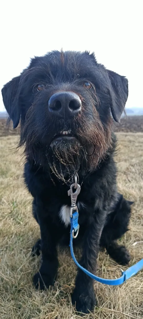 Pies do adopcji, Orzechowce, 28 grudnia 2024 (4/5)