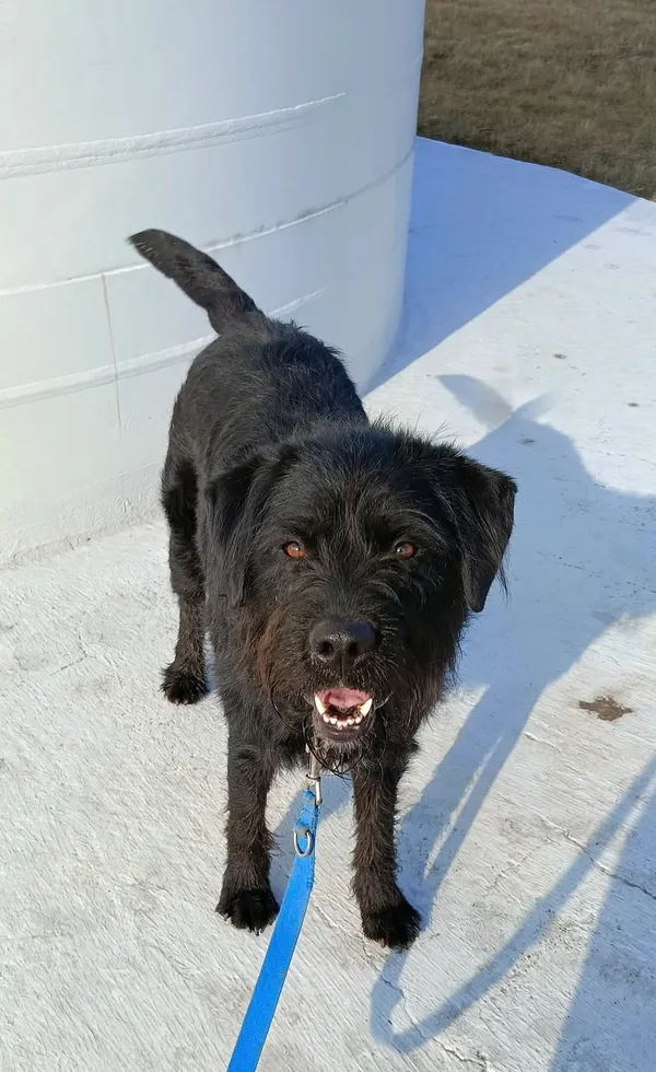 Pies do adopcji, Orzechowce, 28 grudnia 2024 (5/5)