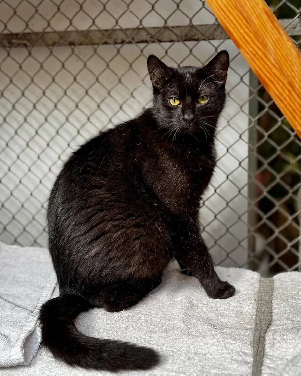 Znaleziono kota, Łódź, 30 grudnia 2024 (2/5)