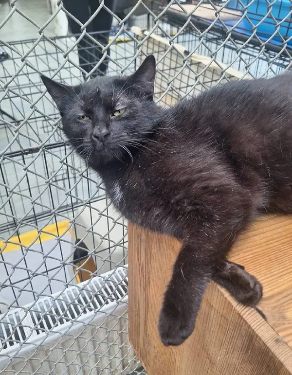 Znaleziono kota, Łódź, 30 grudnia 2024 (3/5)