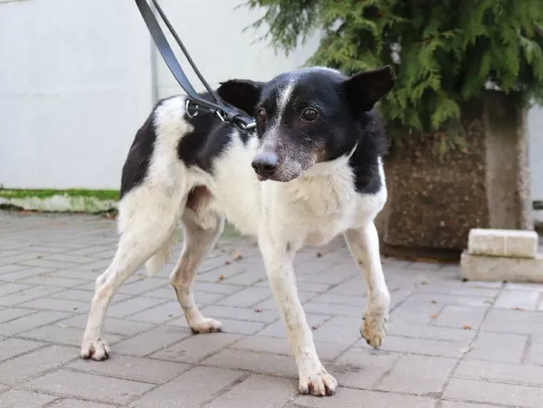 Znaleziono psa, Łódź, 31 grudnia 2024 (1/5)