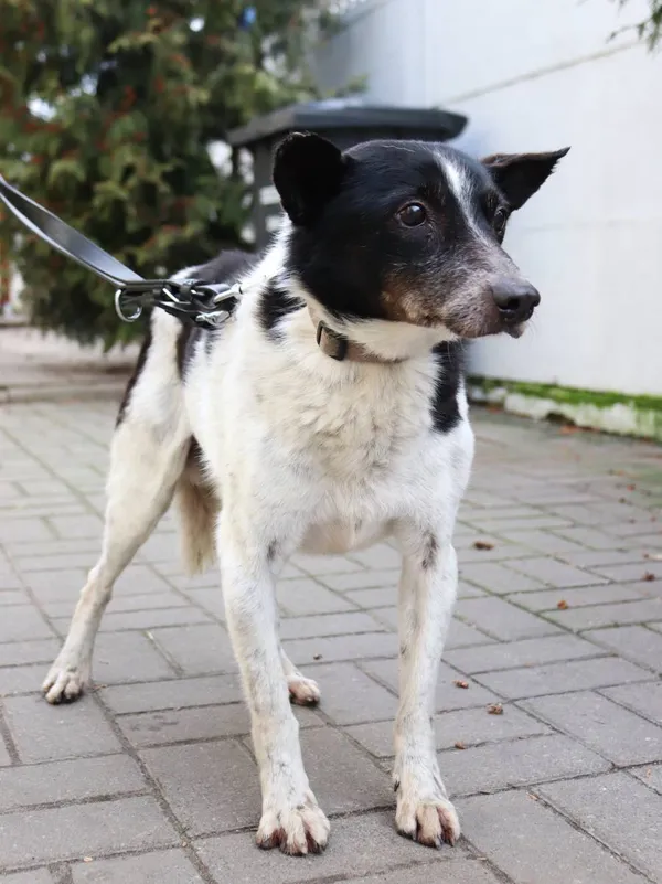 Znaleziono psa, Łódź, 31 grudnia 2024 (2/5)