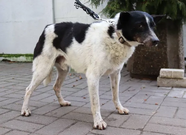 Znaleziono psa, Łódź, 31 grudnia 2024 (3/5)