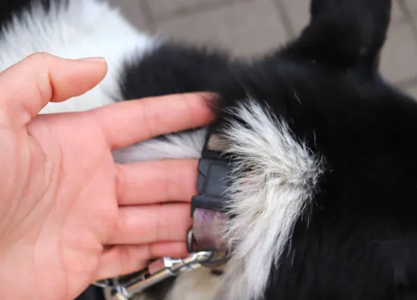 Znaleziono psa, Łódź, 31 grudnia 2024 (4/5)