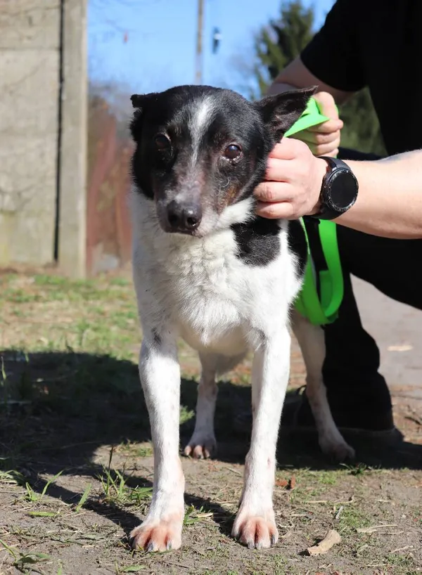 Znaleziono psa, Łódź, 31 grudnia 2024 (5/5)