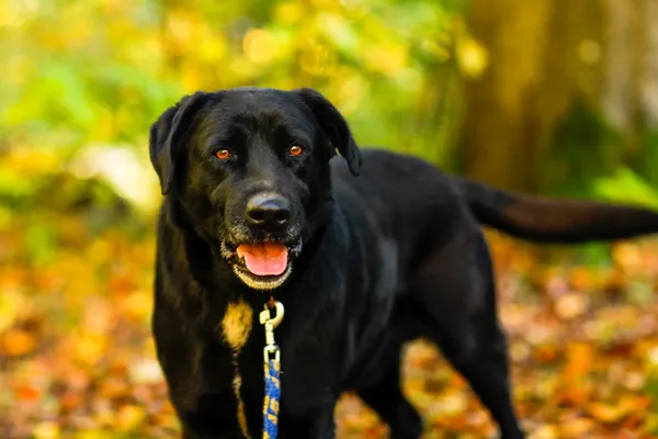 Pies do adopcji, Elbląg, 18 października 2024 (2/5)