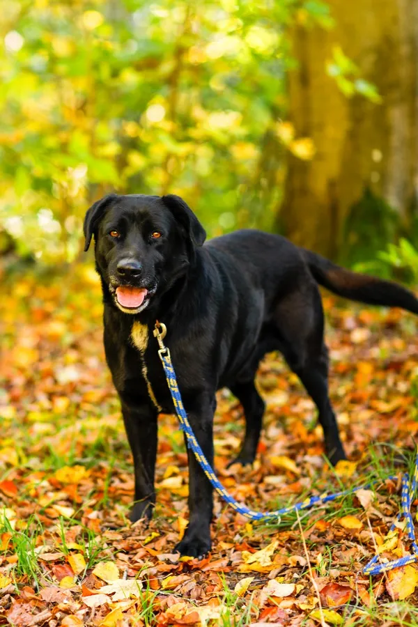 Pies do adopcji, Elbląg, 18 października 2024 (3/5)