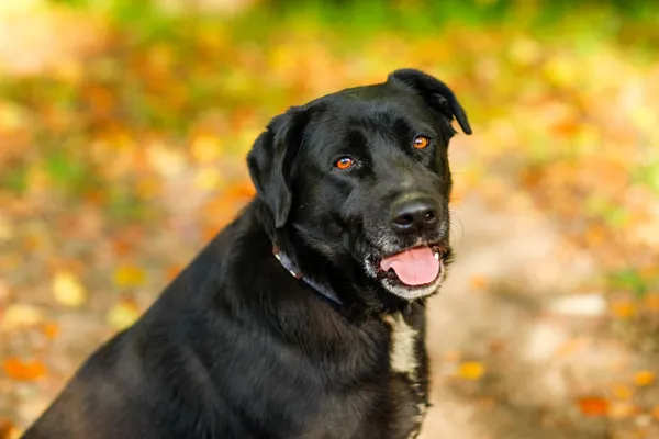 Pies do adopcji, Elbląg, 18 października 2024 (4/5)